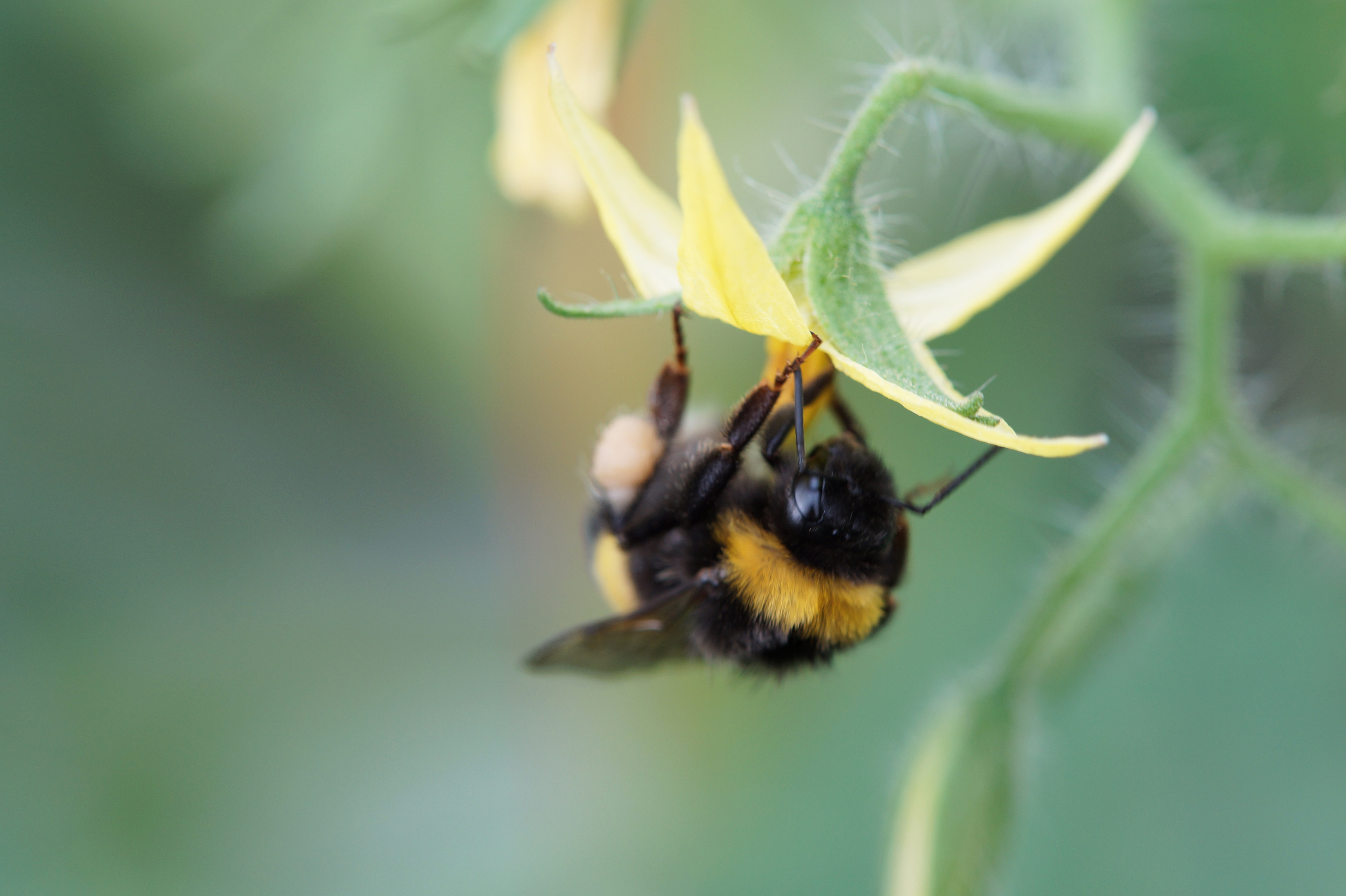Abejorro polinizando flor de tomate. Imagen de Agrobío